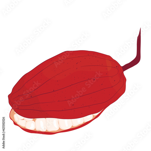 Cocoa fruits vector stock illustration. Isolated on a white background. Tropical plant, cooking, chocolate.