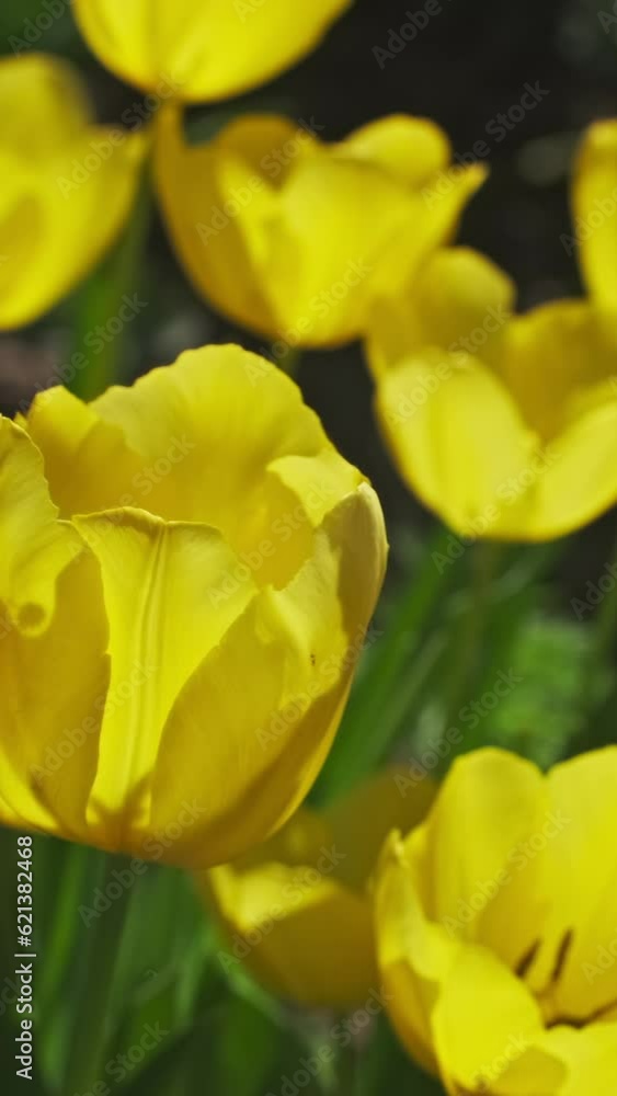 Beautiful yellow tulip flowers blooming close-up. Vertical video Beautiful yellow tulip flowers blooming close-up. Vertical video