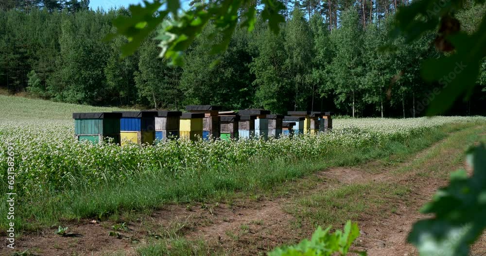 Buckwheat field on a sunny morning. Large fields in the morning sun, near the forest. Buckwheat honey, hives and bees producing buckwheat honey. Buckwheat field on a sunny morning. Large fields in the morning sun, near the forest. Buckwheat honey, hives and bees producing buckwheat honey.