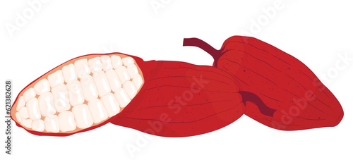 Cocoa fruits vector stock illustration. Isolated on a white background. Tropical plant, cooking, chocolate.