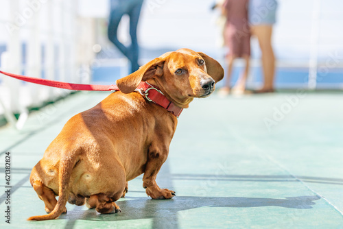 Dachshund dog sitting on the deck of the ferry in Adriatic sea, Croatia © Mariya
