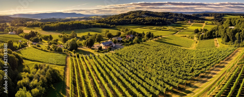 panoramic aerial view of a vast vineyard, with rows of grapevines stretching to the horizon, lush green foliage, and a winery nestled among the vineyard rows