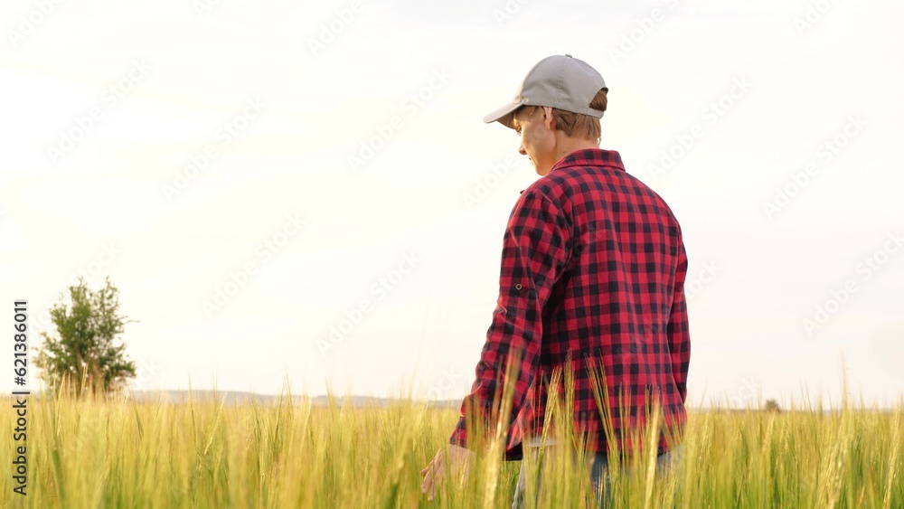 farmer touches hand finger wheat field, agriculture, business farming hand wheat field, harvest wheat field, sprouts growing cultivation business engineer expecting farmer agro organic person