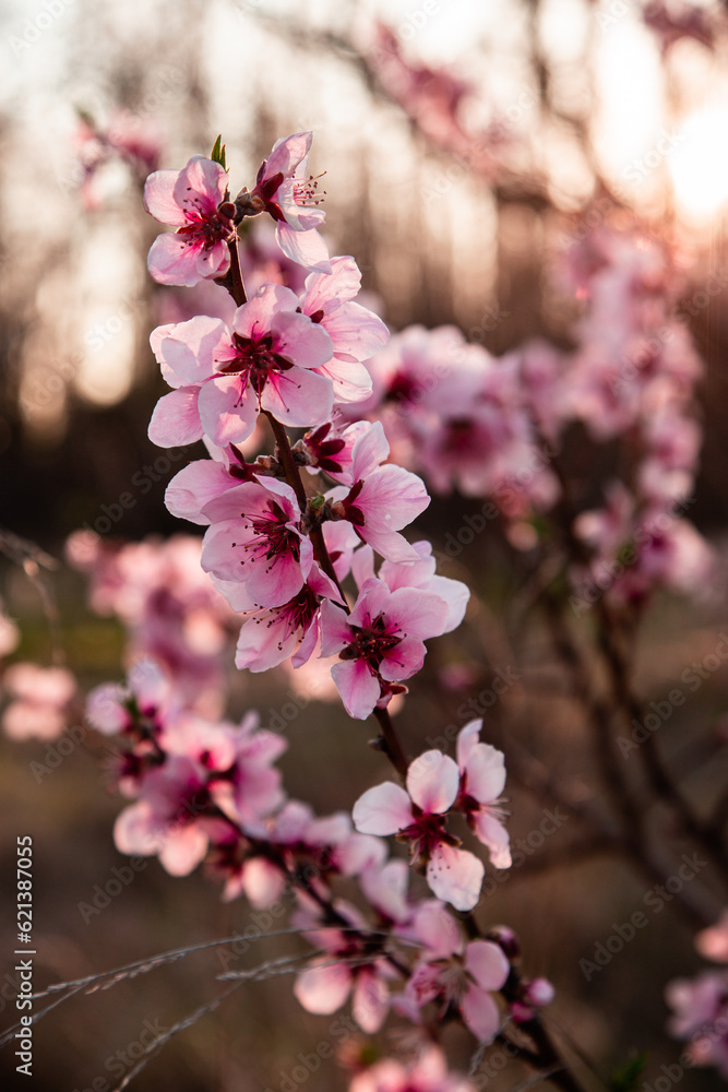 Fototapeta premium pink cherry blossom