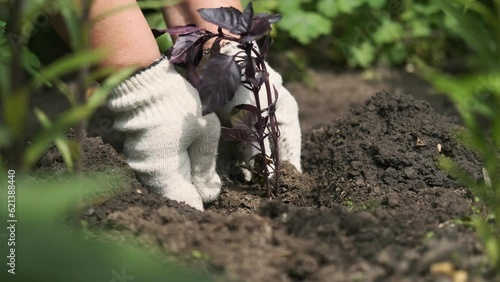 Planting basil. Garden. Purple leaves. Transplanting a plant.