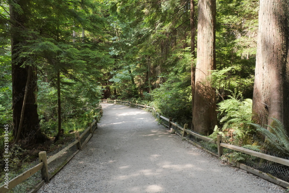 Hiking trail in the woods of Lighthouse Park in West Vancouver, British Columbia, Canada Hiking trail in the woods of Lighthouse Park in West Vancouver, British Columbia, Canada