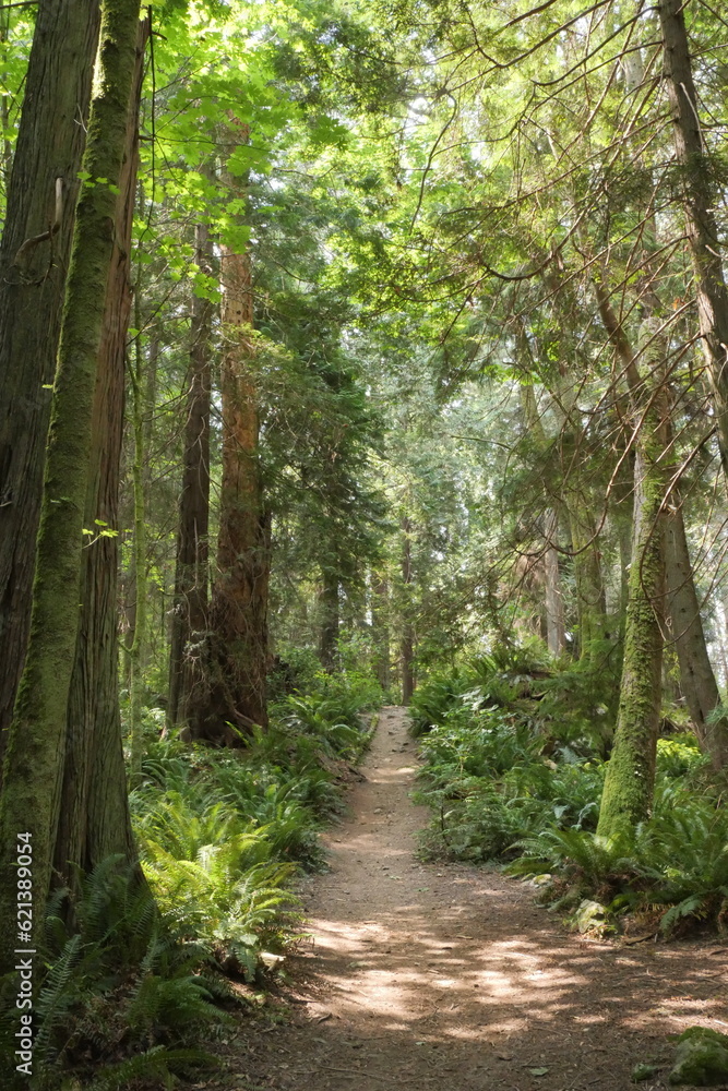 Hiking trail in the woods of Lighthouse Park in West Vancouver, British Columbia, Canada Hiking trail in the woods of Lighthouse Park in West Vancouver, British Columbia, Canada