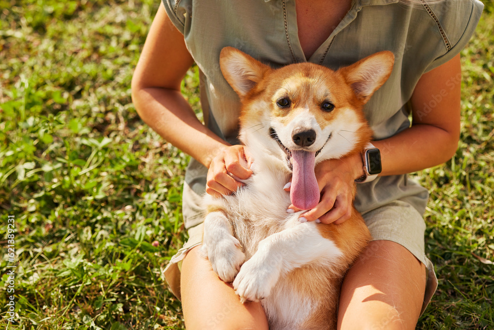 a young girl holds a cheerful and funny Welsh Corgi in her arms in a park in sunny weather, the concept of happy dogs a young girl holds a cheerful and funny Welsh Corgi in her arms in a park in sunny weather, the concept of happy dogs