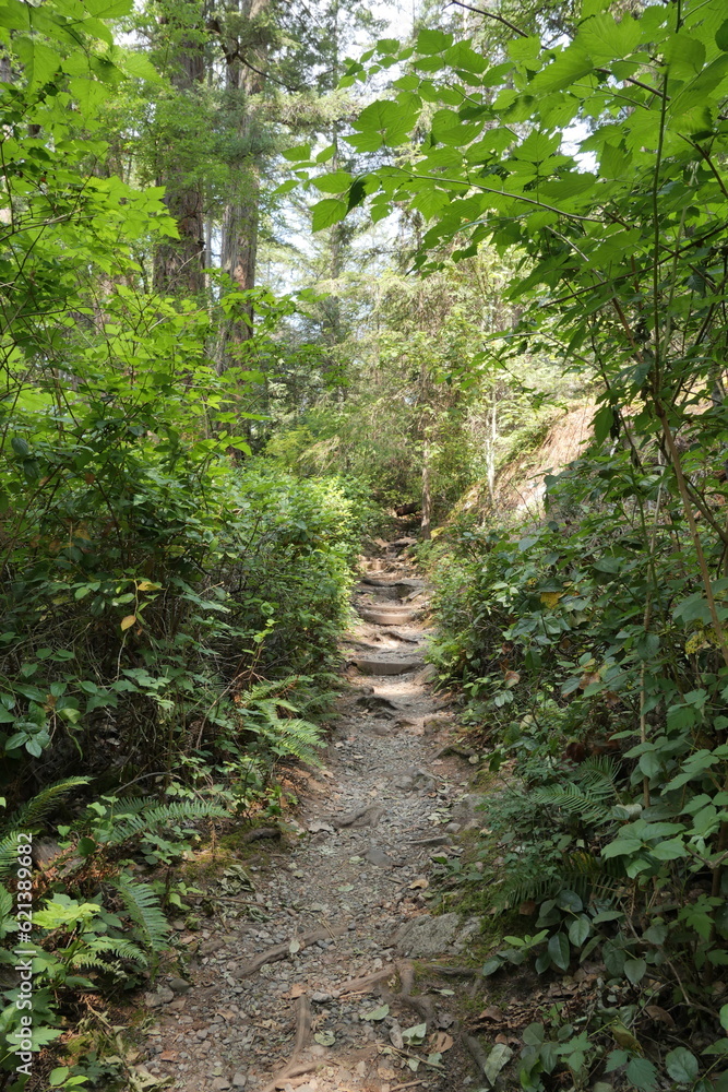 Hiking trail in the woods of Lighthouse Park in West Vancouver, British Columbia, Canada