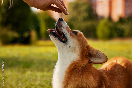 young girl trains pembroke welsh corgi in the park in sunny weather, happy dogs concept