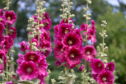 Photos showy hollyhocks in the park