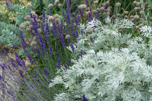 garden bed with Artemisia schmidtiana (silver mound or wormwood) photo