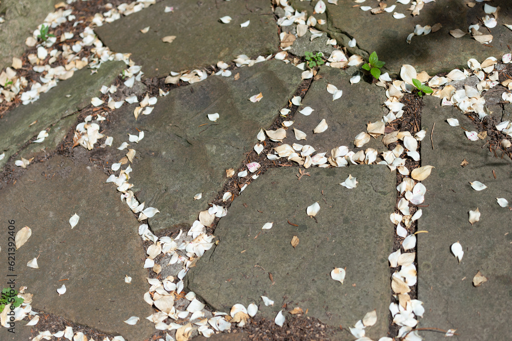 Fototapeta premium path stones and flower petals