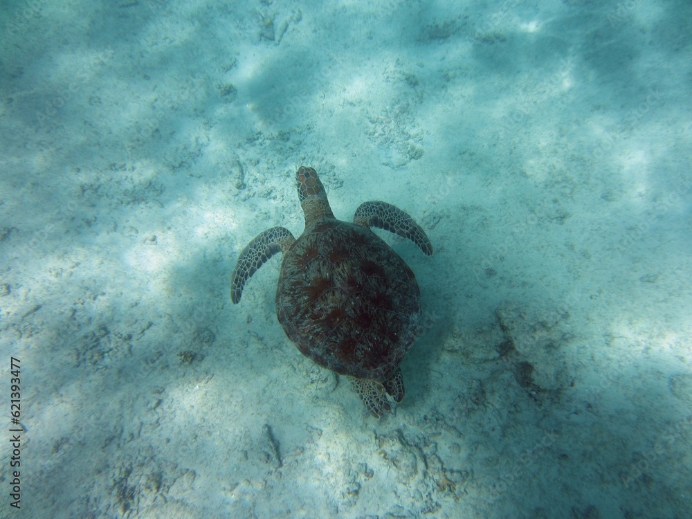 Enjoying snorkeling, Miyakojima, Okinawa, Japan Enjoying snorkeling, Miyakojima, Okinawa, Japan