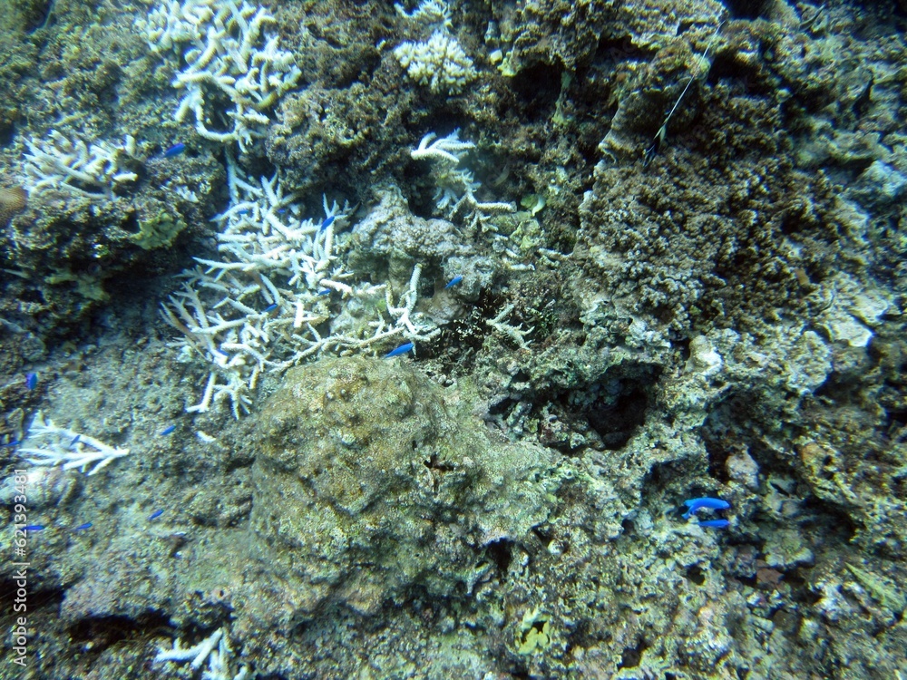 Enjoying snorkeling, Miyakojima, Okinawa, Japan Enjoying snorkeling, Miyakojima, Okinawa, Japan