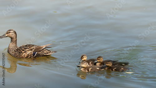 duck and ducklings photo