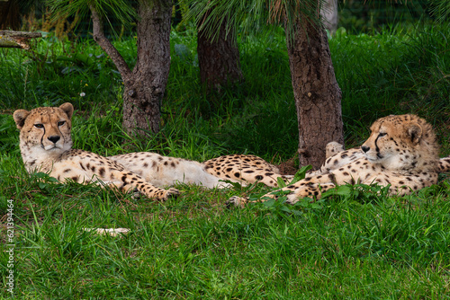cheeta at ZooParc Overloon photo