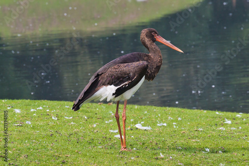 crane, stork