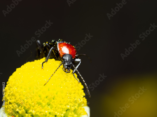 Pyrochroidae photo