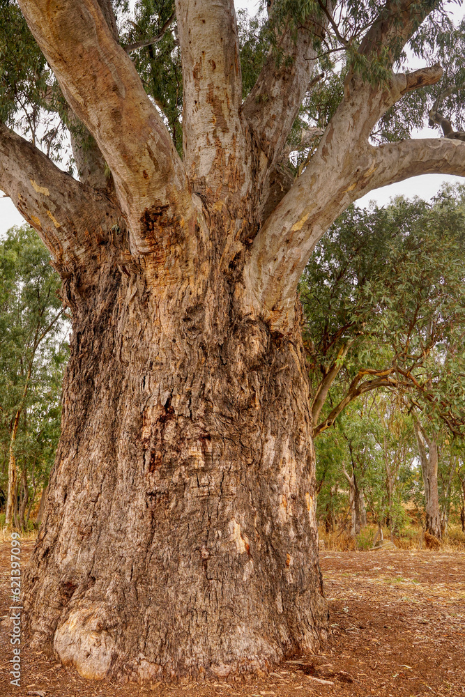 Giant Gum Tree Orroroo,Australia Giant Gum Tree Orroroo,Australia