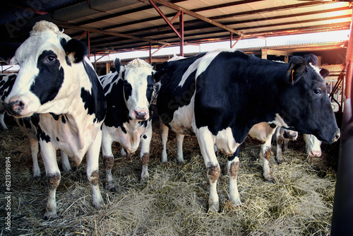 Dairy cows in a barn