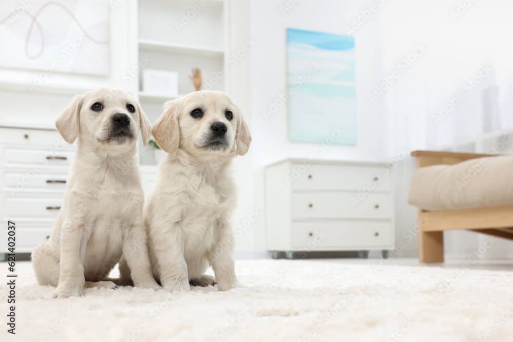 Cute little puppies on white carpet at home. Space for text