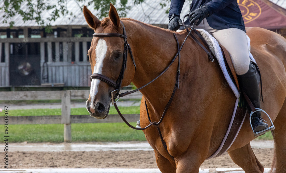 Fototapeta premium horse and rider