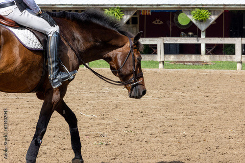 horse and rider