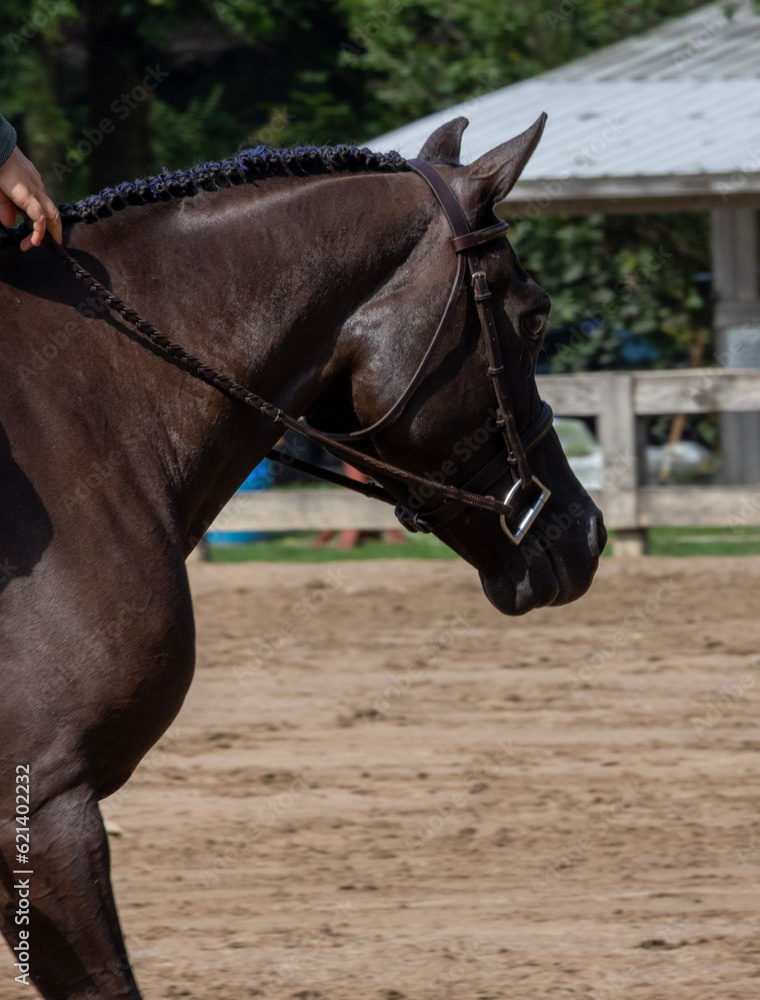 Fototapeta premium portrait of a horse 