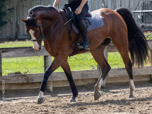 horse and rider