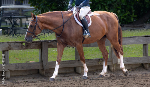 horse at show