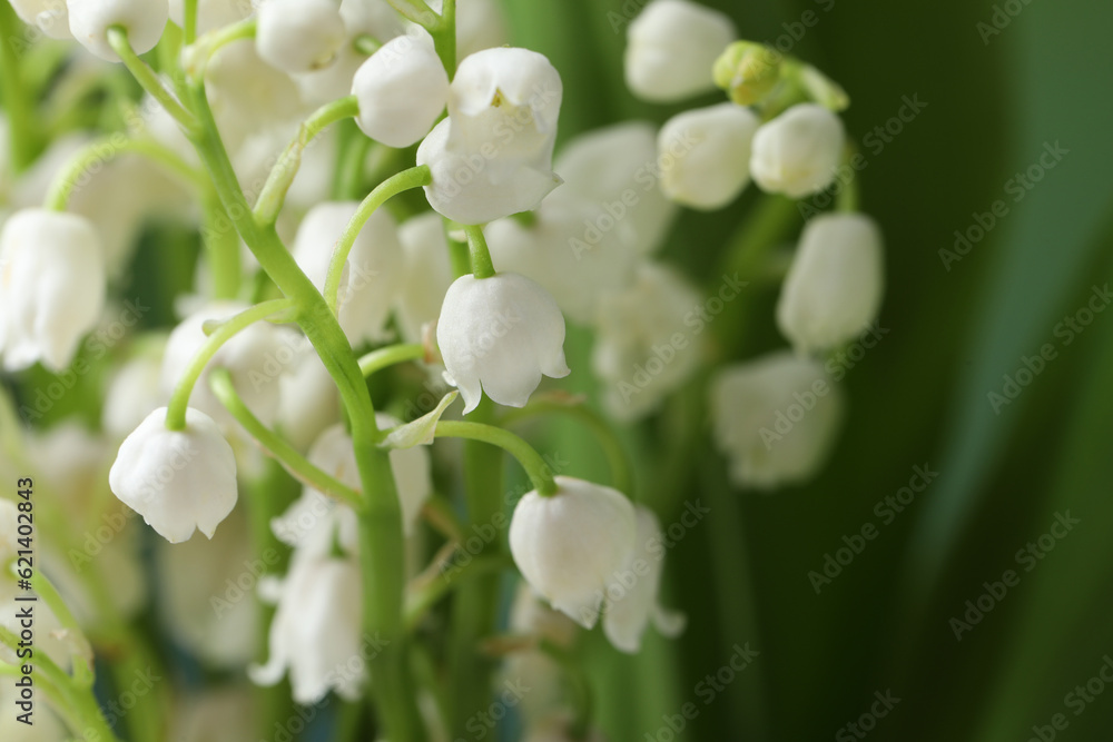 Beautiful lily of the valley flowers on blurred green background, closeup Beautiful lily of the valley flowers on blurred green background, closeup