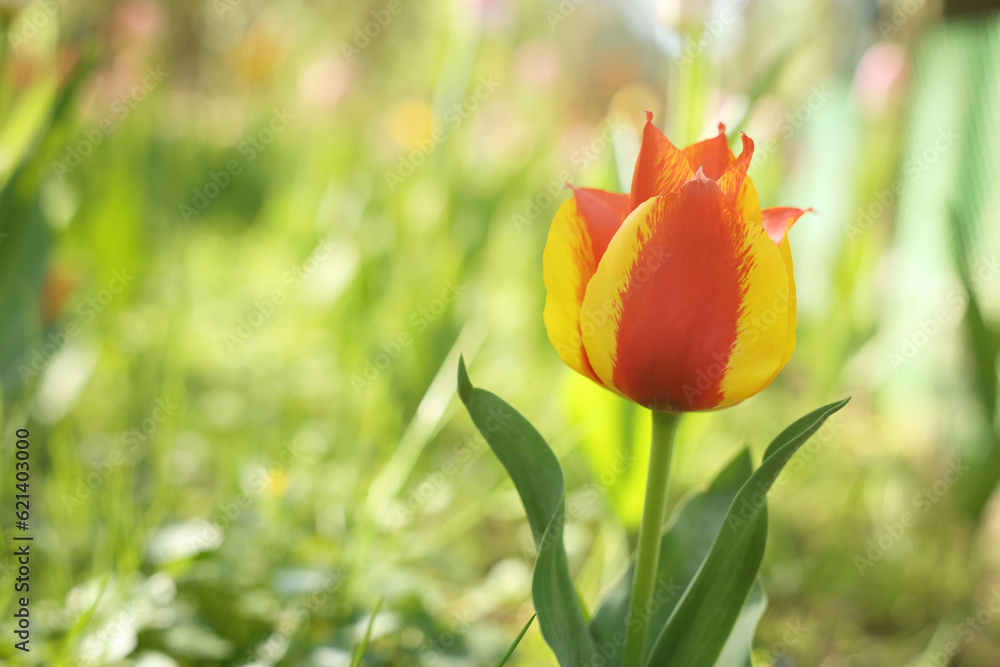 Beautiful bright tulip growing outdoors on sunny day, closeup. Space for text Beautiful bright tulip growing outdoors on sunny day, closeup. Space for text