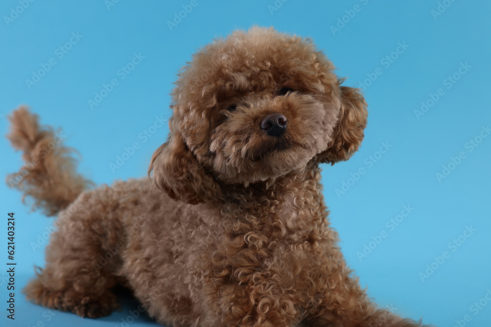 Cute Maltipoo dog on light blue background. Lovely pet