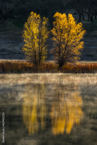 Two trees in fall colors reflected in a lake with mist