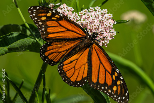 Monarch butterfly feeding on native milkweed