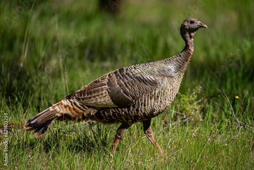 Wild turkey hen walks through green grass in profile