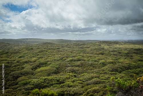 Foto Dense bushland near Albany, Western Australia