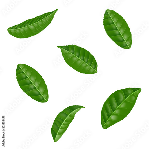 Vector various shapes and forms of green leaves set. © Nganhaycuoi
