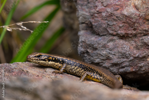 Nature's Camouflage: Australian Lizard Concealed on a Rock in the Bush