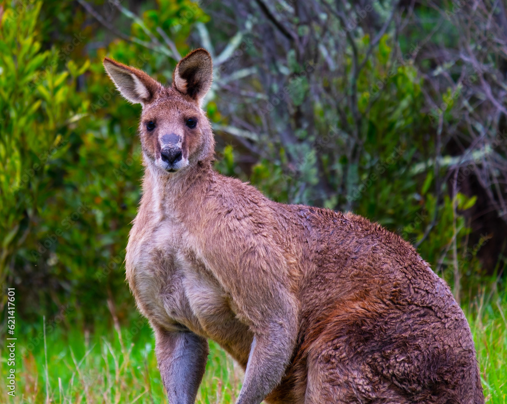 Curious Encounter: Magnificent Giant Kangaroo Engagingly Observes the Camera in the Australian Bush