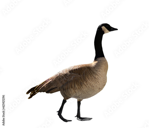 An isolated Canada goose standing profile, facing right , against a blank background