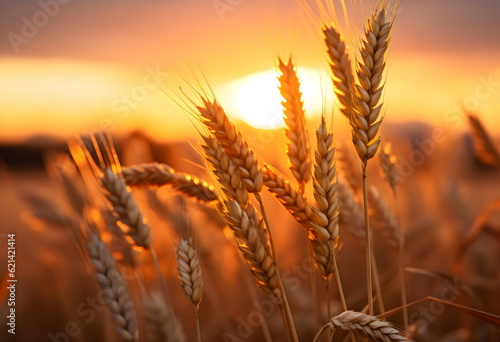 wheat field with low sun behind, photorealistic landscape made with generative ai