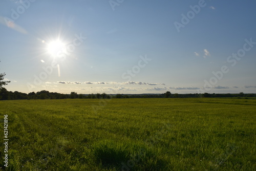 Sun Over a Green Field