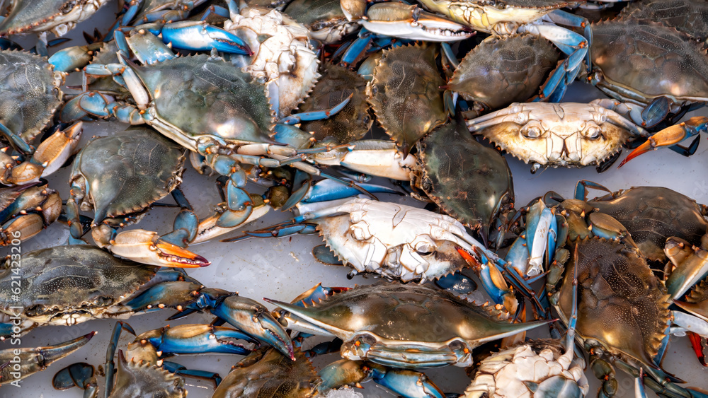 Blue crabs for sale in the market Blue crabs for sale in the market
