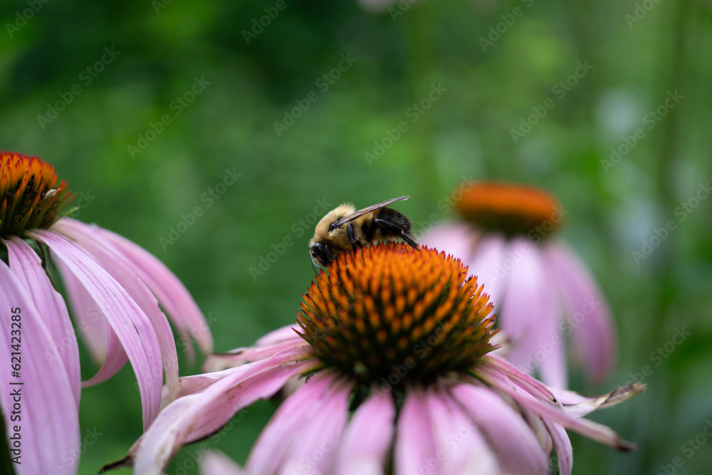 bee on a flower bee on a flower