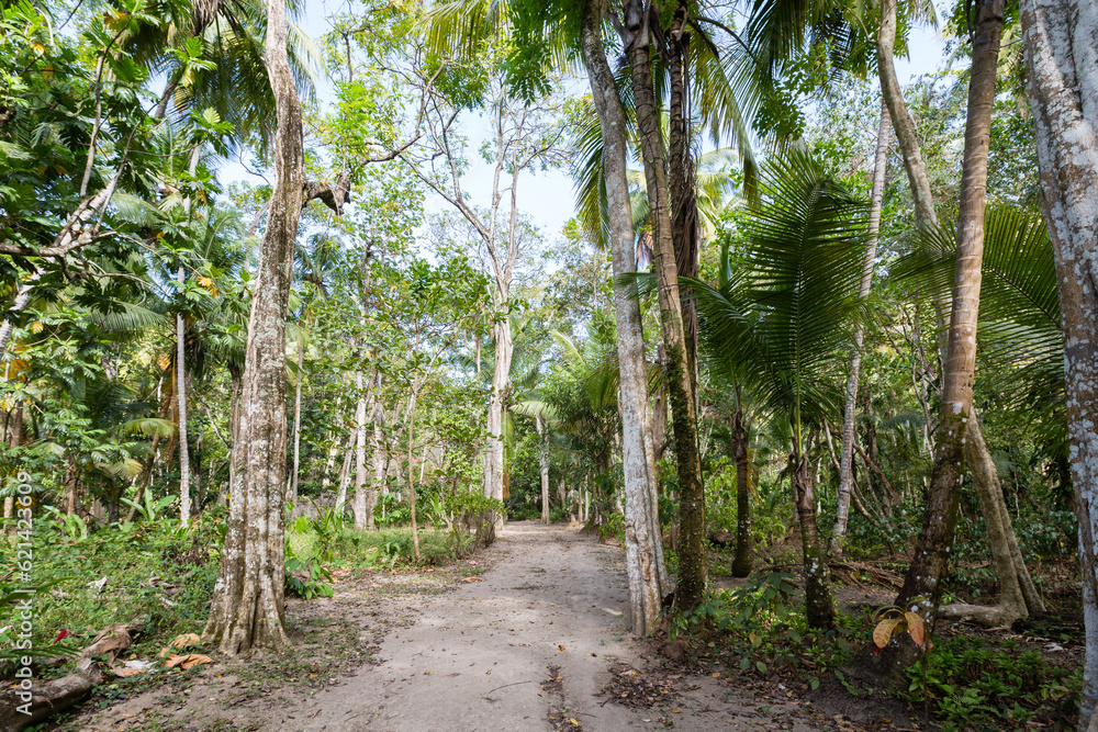 Saint Lucia path in forest Saint Lucia path in forest