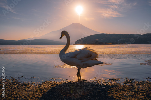 ダイヤモンド富士と白鳥