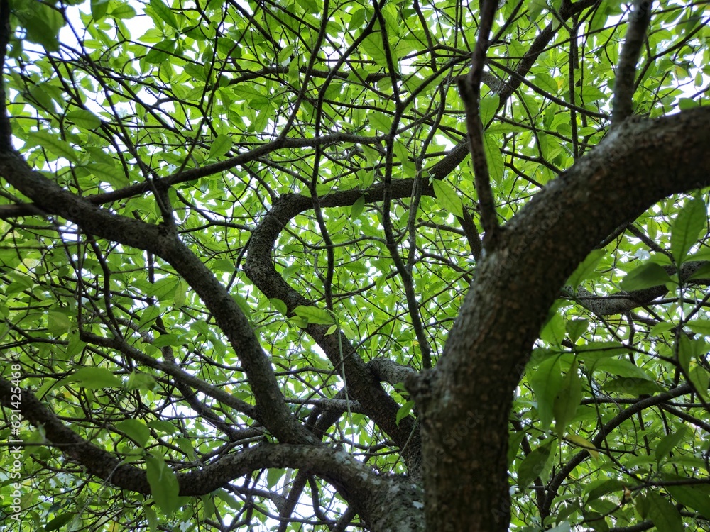 Photograph up to the tree top shot from below tree. Photograph up to the tree top shot from below tree.
