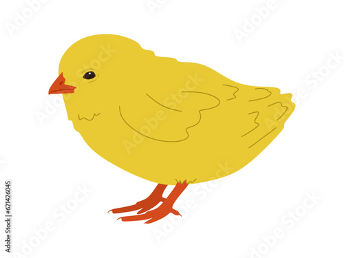 Cute chick vector. Hand drawn small chicken in colored doodle style. Flat illustration of standing beautiful chick isolated on white background. Vector illustration